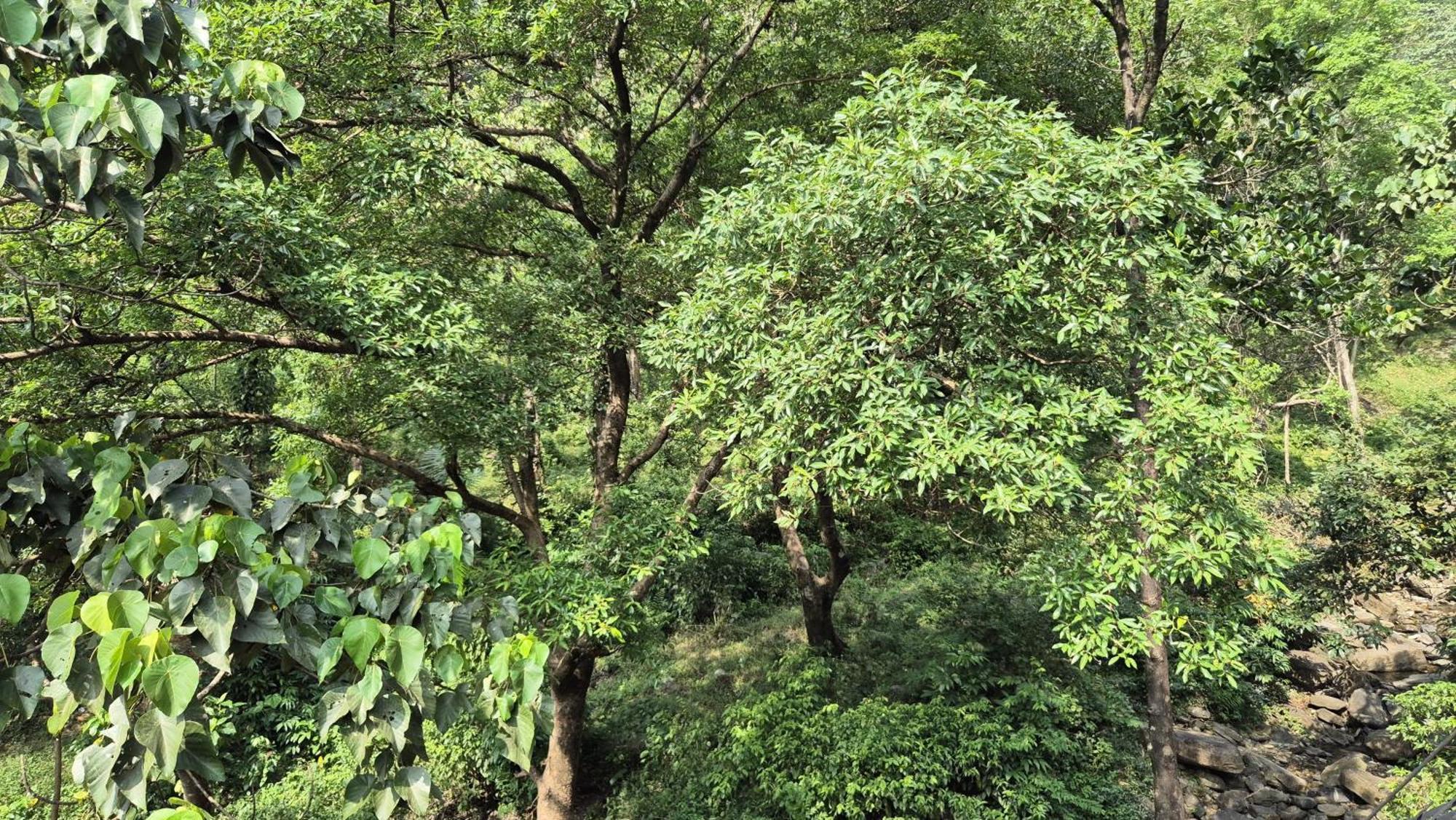 Orchid Villa Pinangode Bagian luar foto